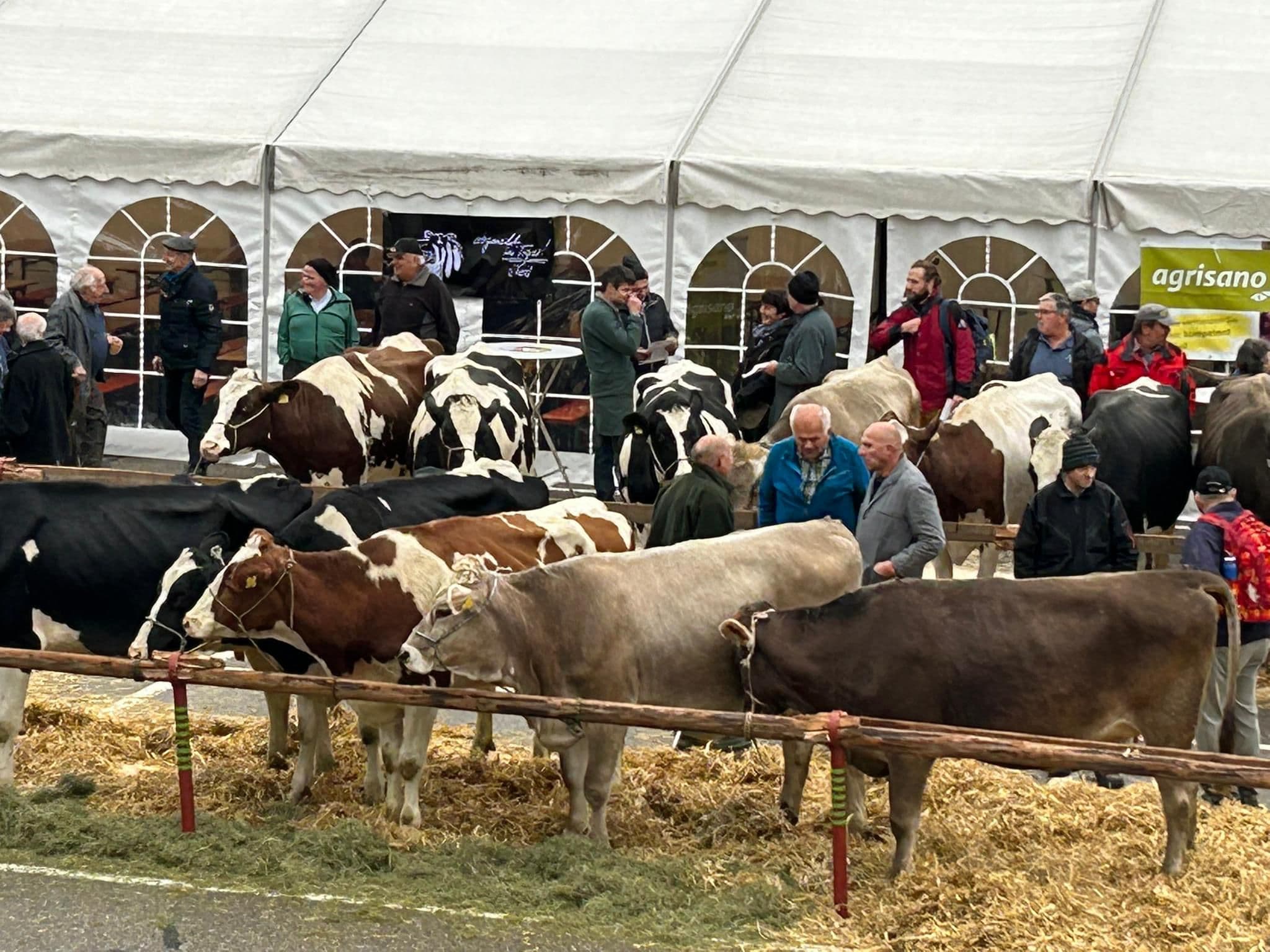 Viehschau an einem Stadtfest in Wil